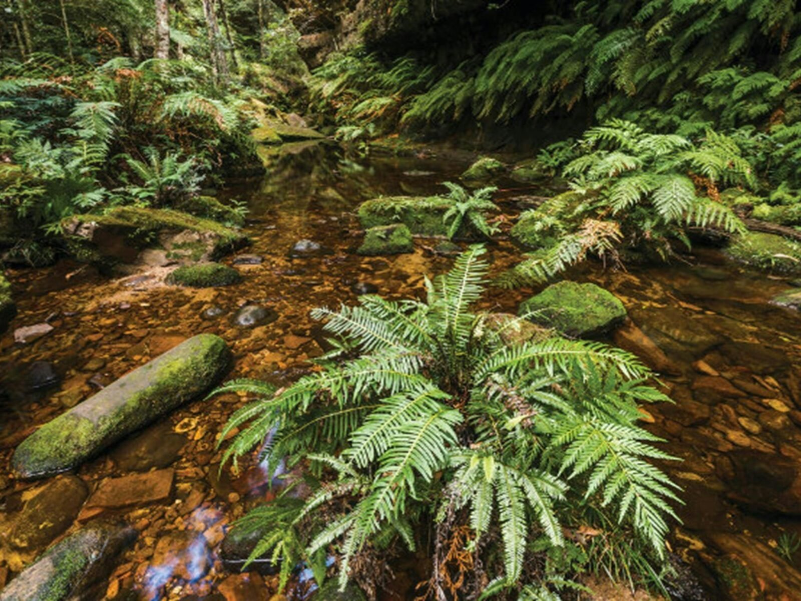 Creek waters and lush vegetation along Grand Canyon track in Blue Mountains National Park. Photo