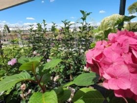 Pink Hydrangea And Trees