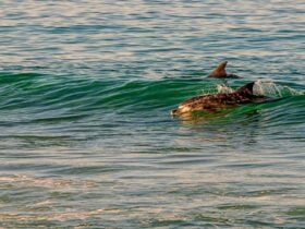 Greenglade picnic area, Nadgee Nature Reserve. Photo: John Spencer
