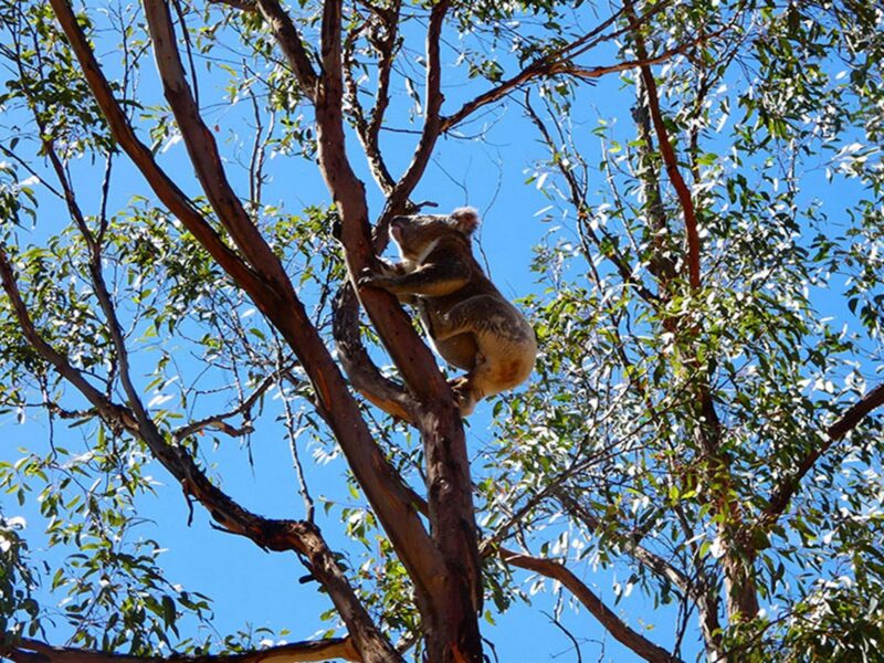 Koala up a tree, Guula Ngurra National Park. Photo: Gareth Pickford © DPE