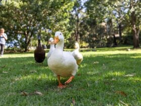 A group of ducks waddle together along a grass field