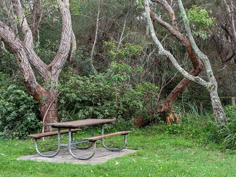 A picnic table next to trees at Hammerhead Point picnic area, Jervis Bay National Park. Photo: