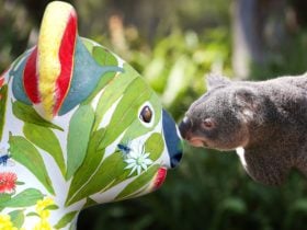 Hello Koalas Sculpture Trail