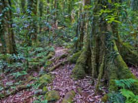 Helmholtzia loop walking track, Border Ranges National Park. Photo: John Spencer