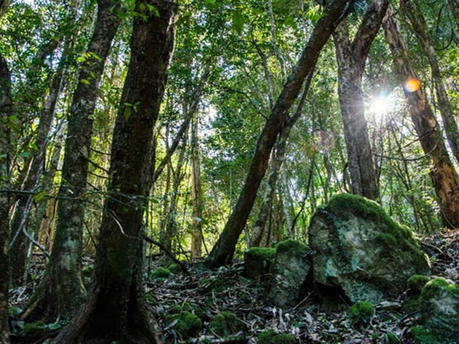 Hidden Treasure trail, Copeland Tops State Conservation Area. Photo: John Spencer © OEH