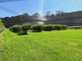 Blueberry orchard picture
