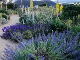 An outstanding garden full of many rare and unusual plants. Stunning view of the Blue Mountains