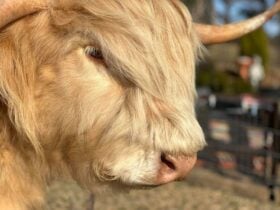 highland cow, close up
