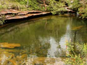Hominy Creek Trail, Popran National Park. Photo: John Yurasek