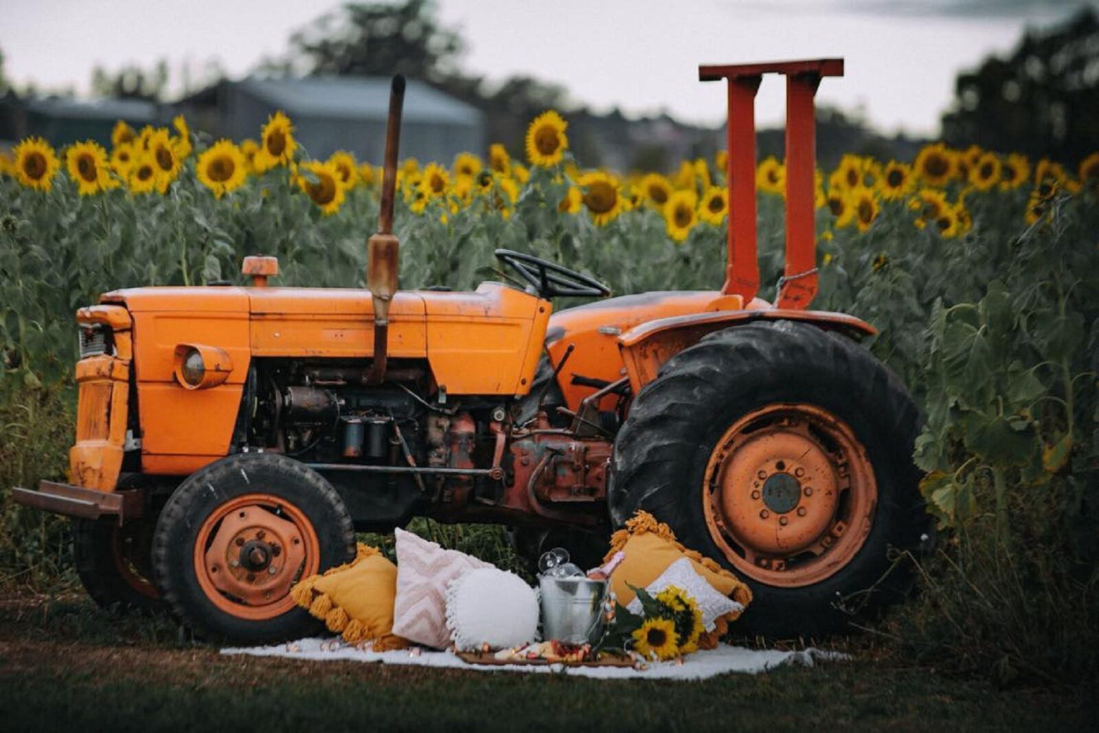 Hunter Valley Sunflowers