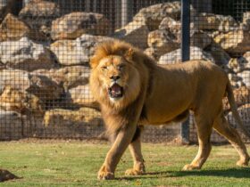 Hunter Valley Wildlife Park