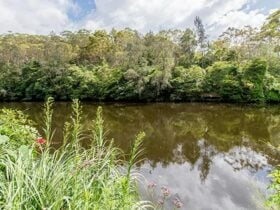 Illoura picnic area, Lane Cove National Park. Photo: John Spencer