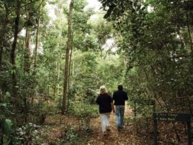 Iluka Rainforest Walking Track