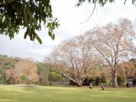 A wide shot of Ironbark Flat picnic area in Royal National Park with trees and people in the
