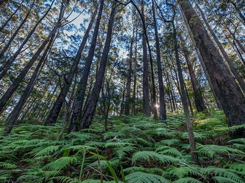 Jilliby State Conservation Area. Photo: John Spencer/OEH