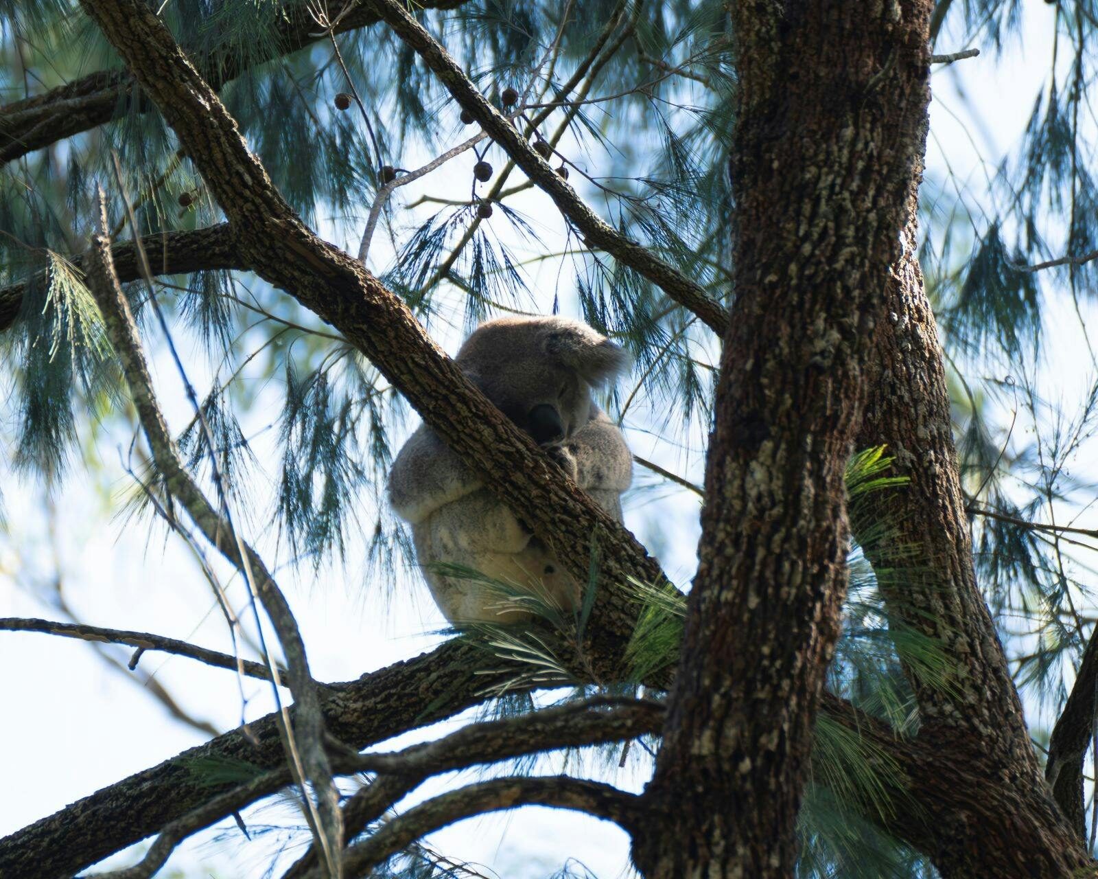 Wild koala in a tree
