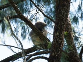 Wild koala in a tree