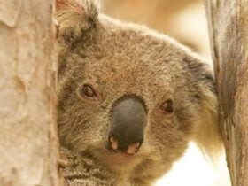 Koala in Koala picnic area, Murrumbidgee Valley Nature Reserve. Photo: DCCEEW