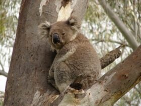 Koala