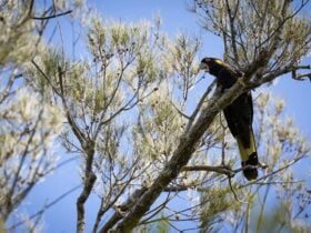 Black Cockatoo