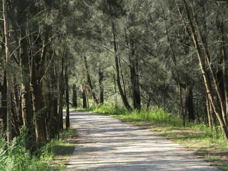 Bellbird track with trees, Leacock Regional Park. Photo: John Spencer © DPIE