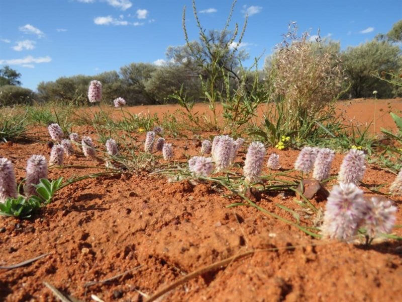 Ledknapper Nature Reserve