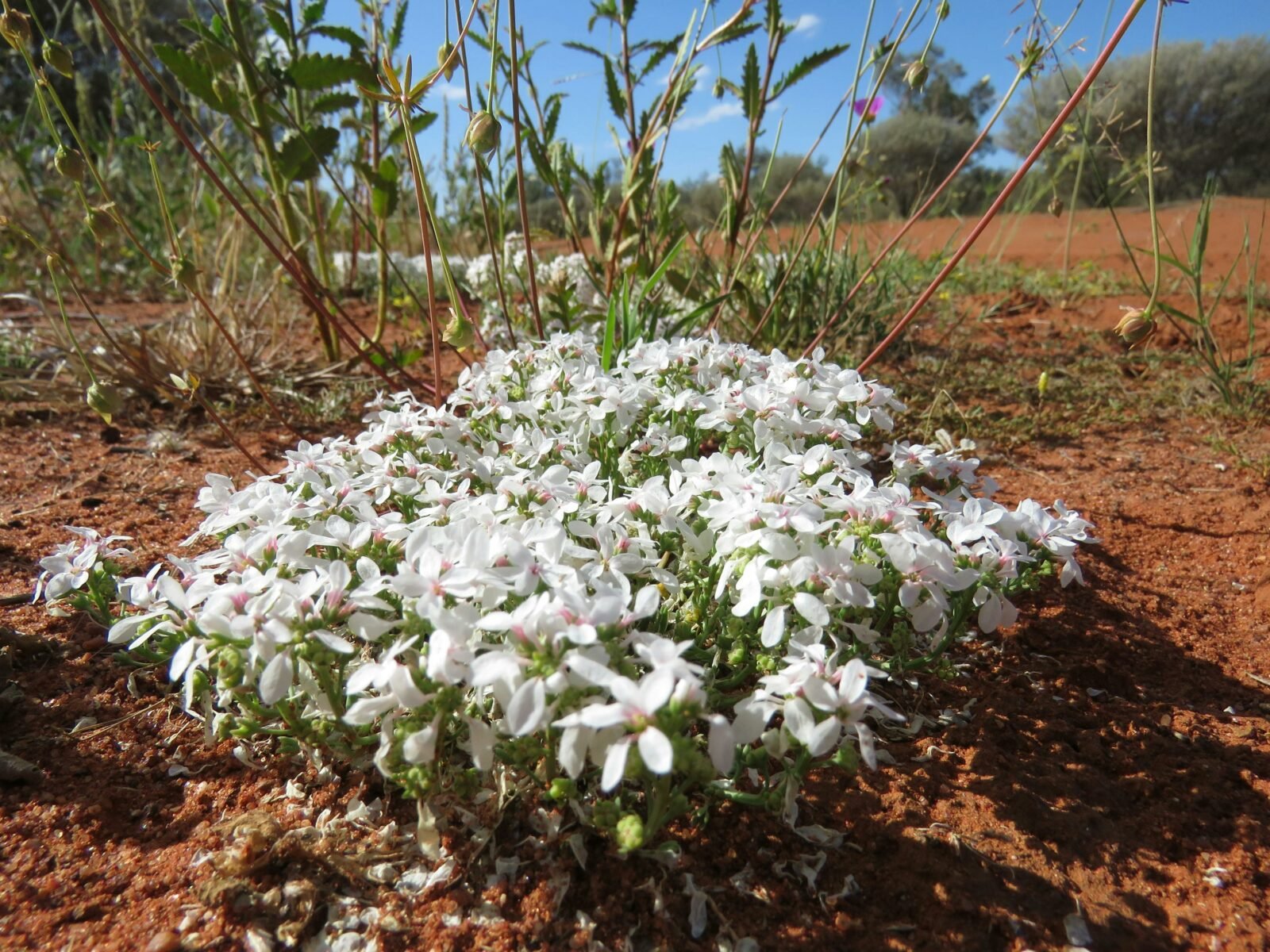 Ledknapper Nature Reserve - Xplore Oz