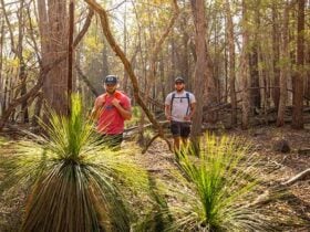 Two men walk through woodland past grass trees in Livingstone National Park. Photo: Robert