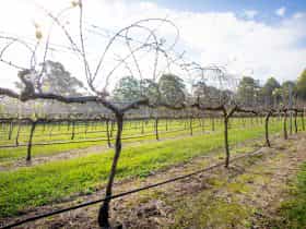 Vines growing in the sunshine