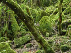 Lyrebird walking track, New England National Park. Photo: H Clark