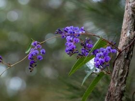 Mann River Nature Reserve. Photo: John Spencer © DPIE