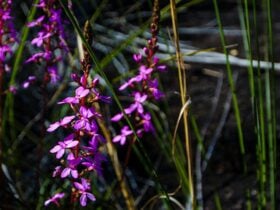 Marramarra National Park. Photo: John Spencer/NSW Government