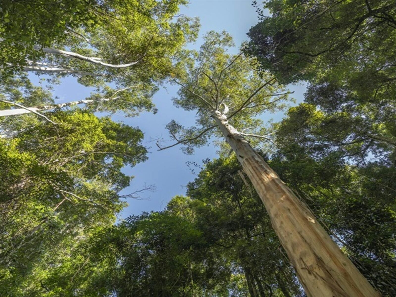 Towering eucalypt forest in Mebbin National Park. Photo: John Spencer Â© DPE