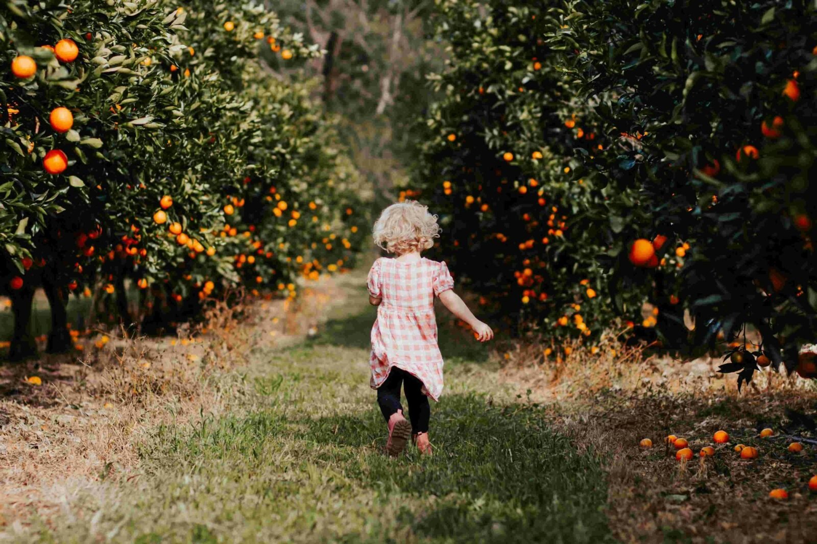 Young child fruit picking at Meliora Farm