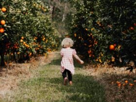 Young child fruit picking at Meliora Farm