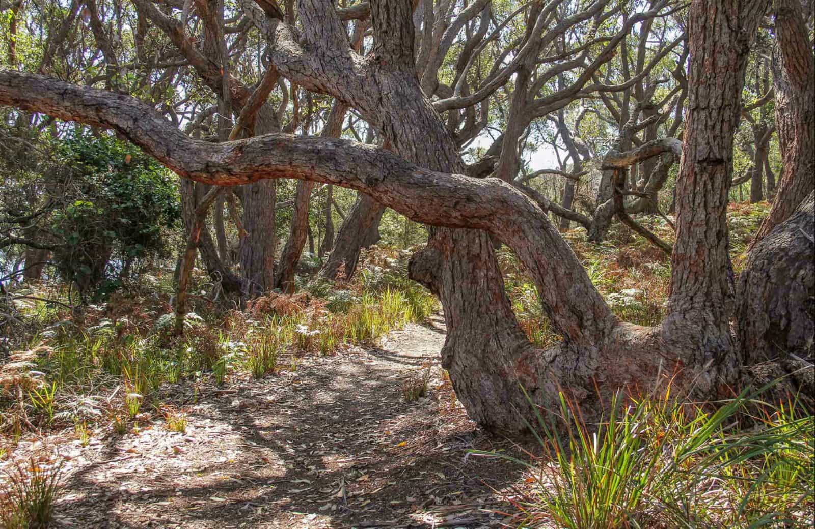 Middle Lagoon walking track, Mimosa Rocks National Park. Photo: John Yurasek