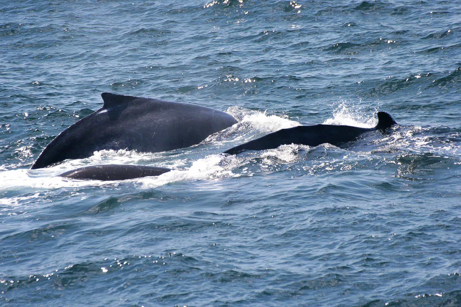 Minnamurra Whale Watching Platform