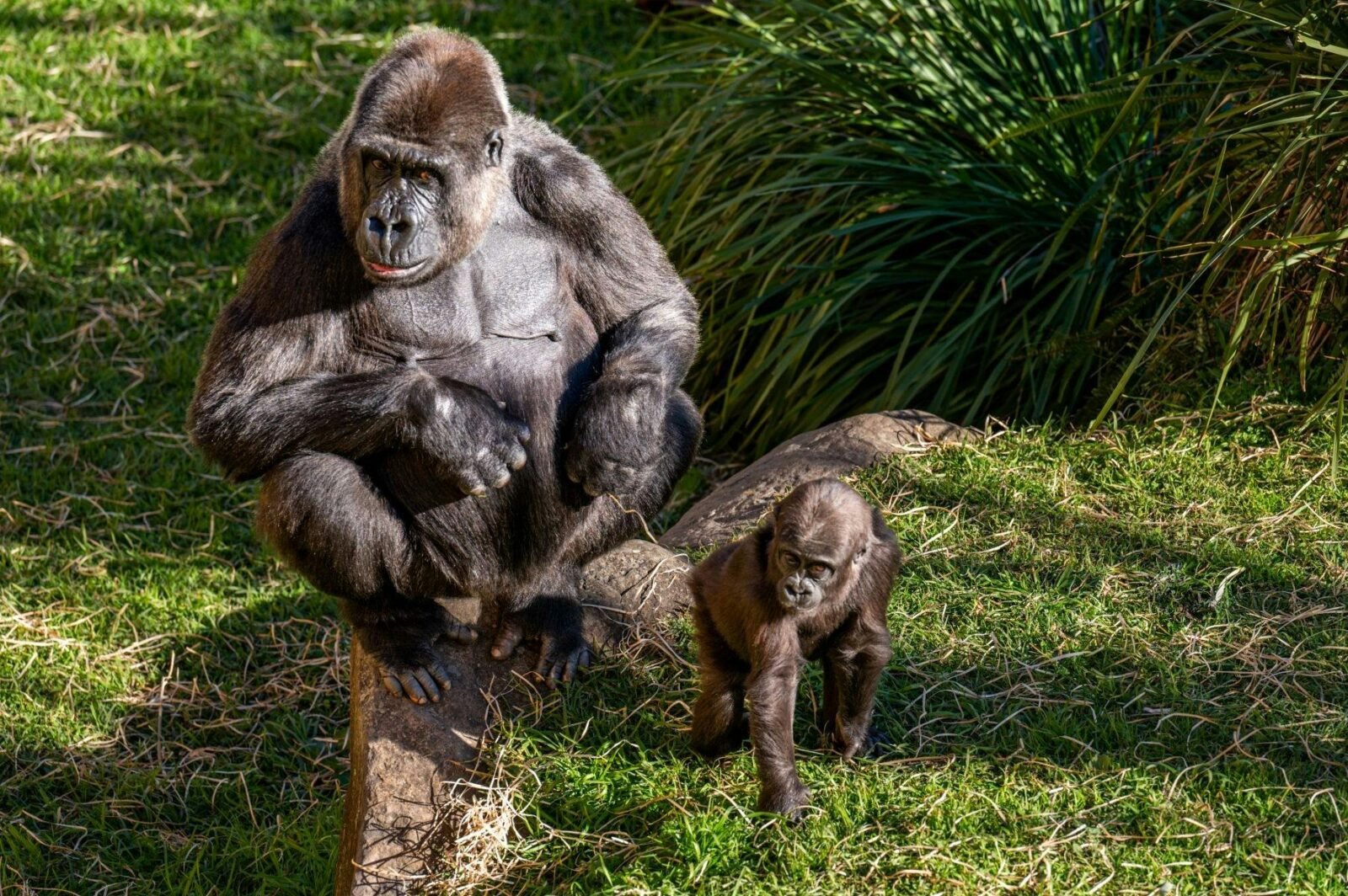 Adult gorilla sitting on a rock with a baby gorilla walking nearby at Mogo Wildlife Park.
