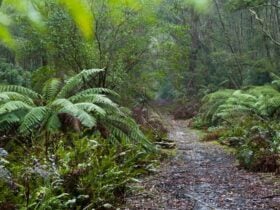 Corn Trail walking track path, Monga National Park. Photo: Lucas Boyd © DPIE