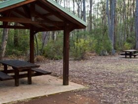 Mongarlowe River picnic area shelters, Monga National Park. Photo: Lucas Boyd © DPIE