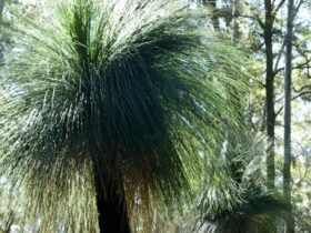 Grass trees at Gap Creek, Monkey Face lookout area in Watagans National Park. Photo: Botanic Gardens
