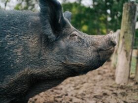 Close-up of a black pig peacefully sniffing the air, with soft natural light and a forested backdrop