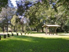 Moore Park picnic area, Moore Park Nature Reserve. Photo: OEH