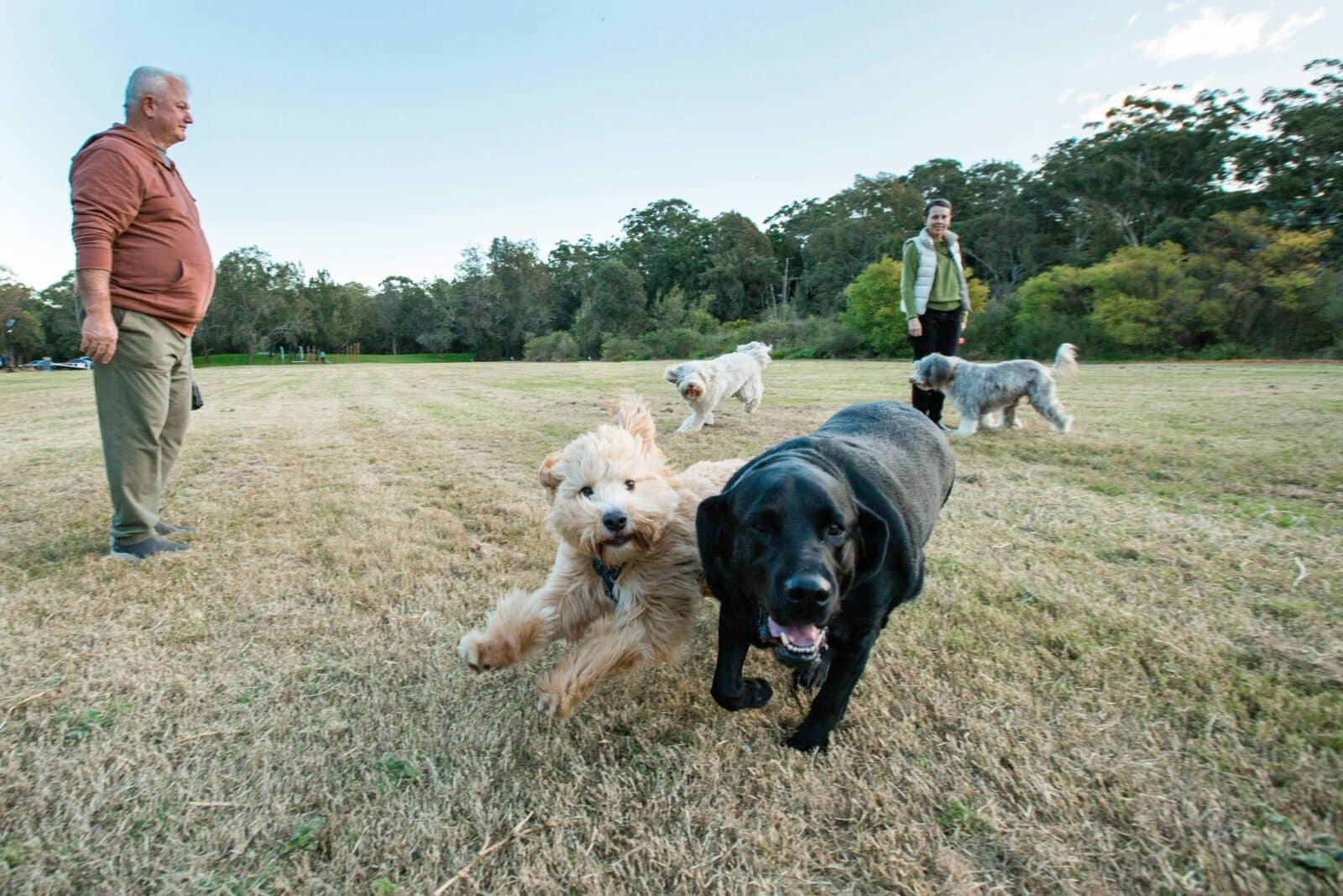 Two dogs playing off leash at Moore Reserve