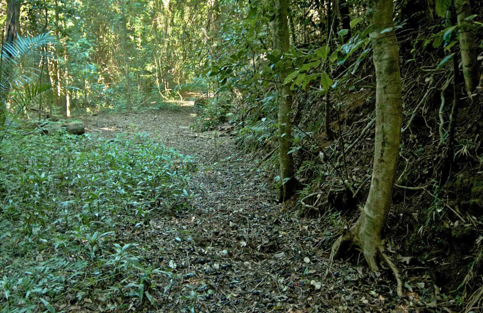 Matheson Loop Walking Track, Nightcap National Park. Photo: John Spencer
