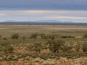 Mount Gunderbooka from Mount Talowla lookout, Toorale National Park. Photo: Leah Pippos/DPIE
