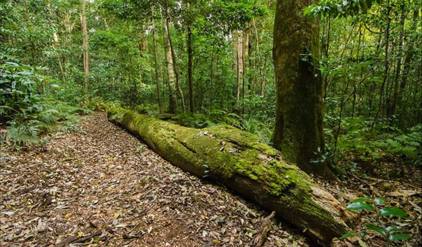 Mountain Brush circuit