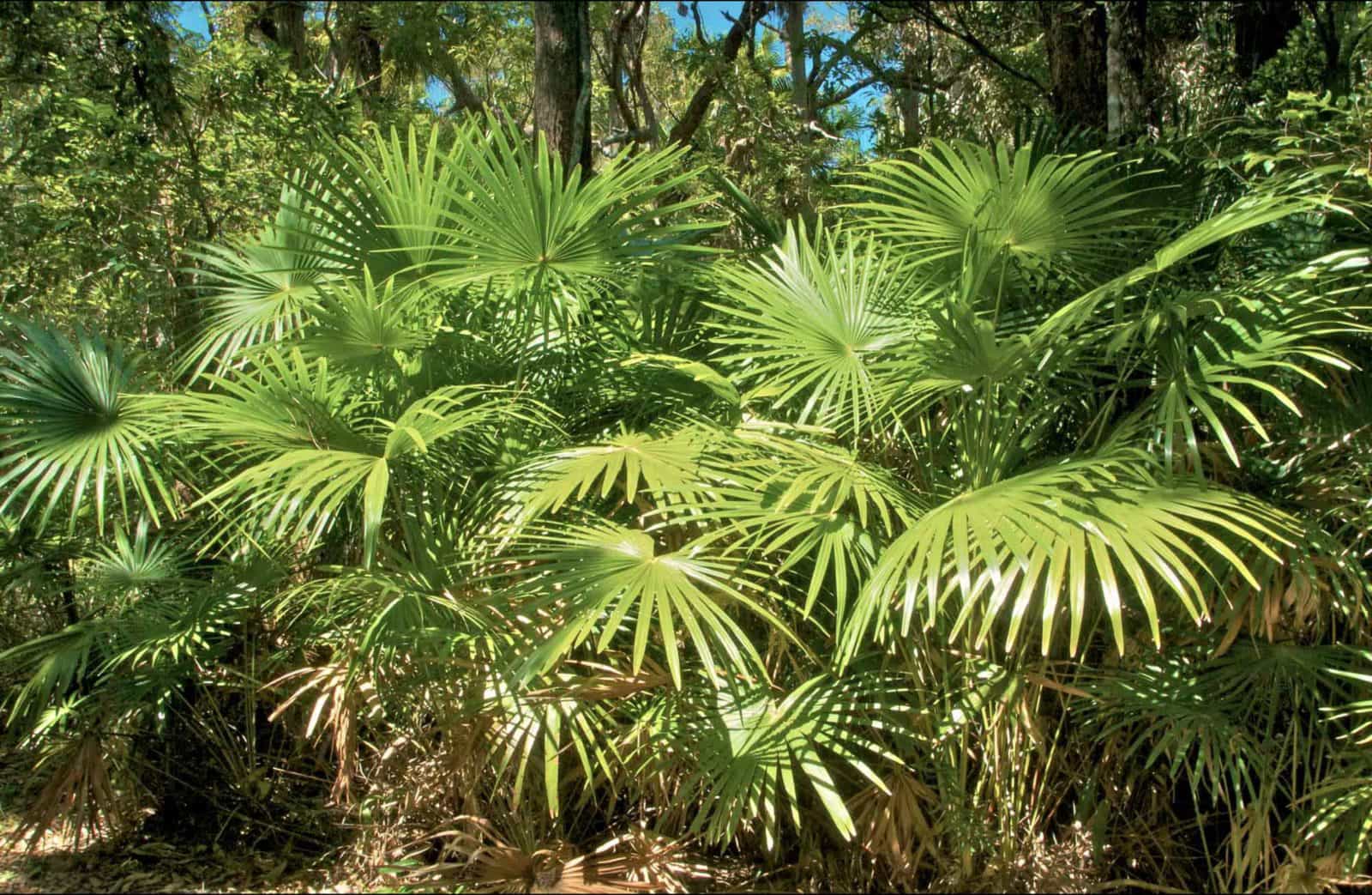 Mungo Rainforest, Myall Lakes National Park. Photo: John Spencer