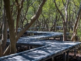 Image of boardwalk pathway in between mangrove trees.