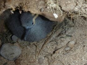 Wedge tailed shearwater muttonbird in an underground nest. Photo: Rosie Nicolai © DCCEEW
